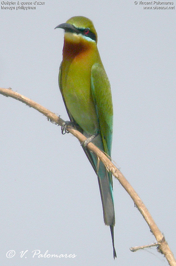 Blue-tailed Bee-eater