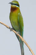 Blue-tailed Bee-eater