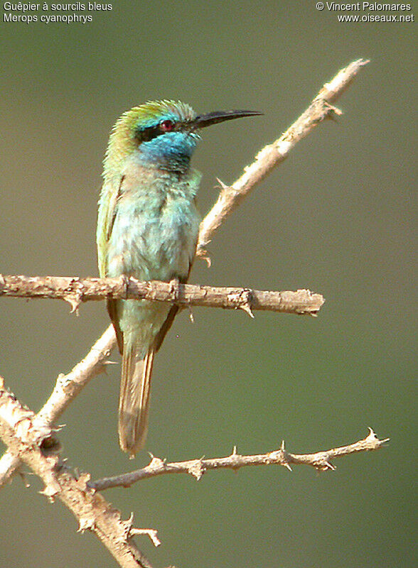 Arabian Green Bee-eater