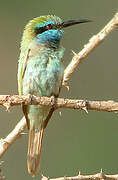 Arabian Green Bee-eater