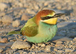 European Bee-eater