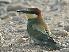 European Bee-eater