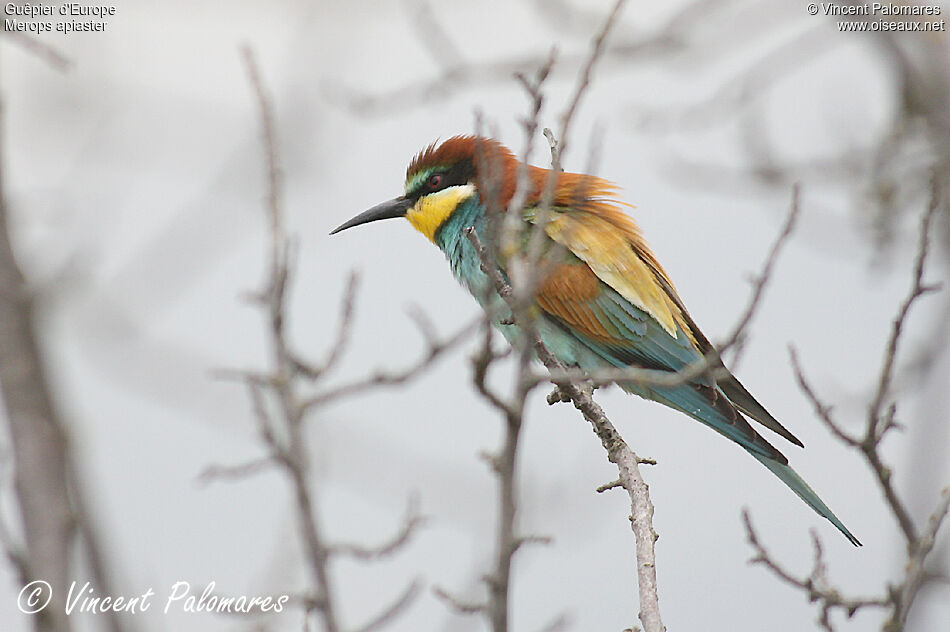 European Bee-eater