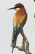 European Bee-eater