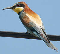 European Bee-eater