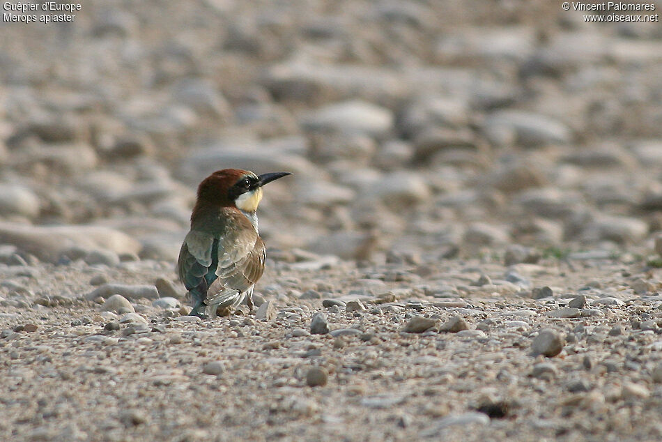 European Bee-eaterjuvenile