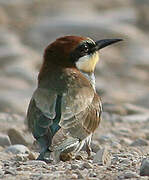 European Bee-eater