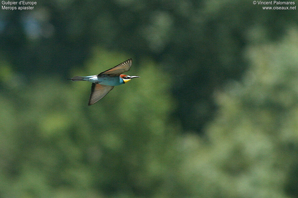 European Bee-eater