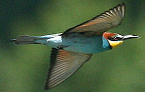 European Bee-eater