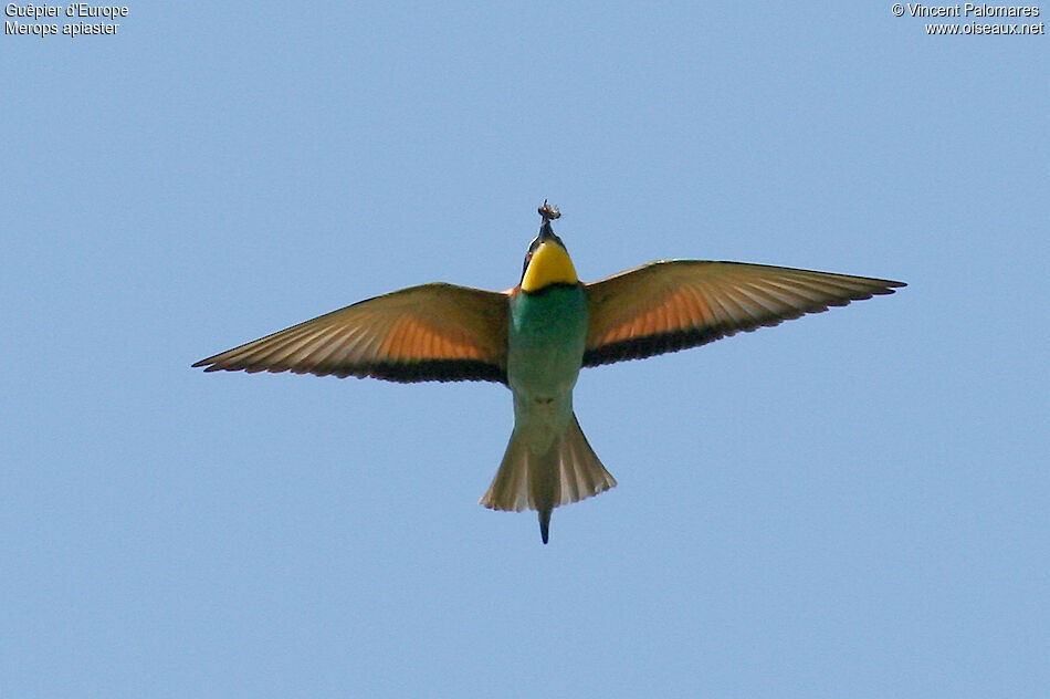 European Bee-eater