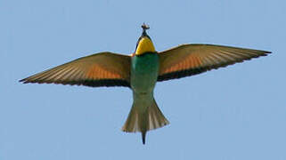 European Bee-eater