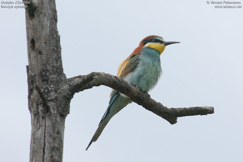 European Bee-eater