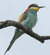 European Bee-eater