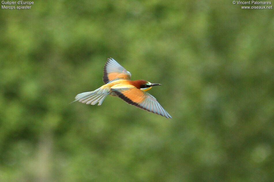 European Bee-eater