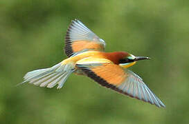 European Bee-eater