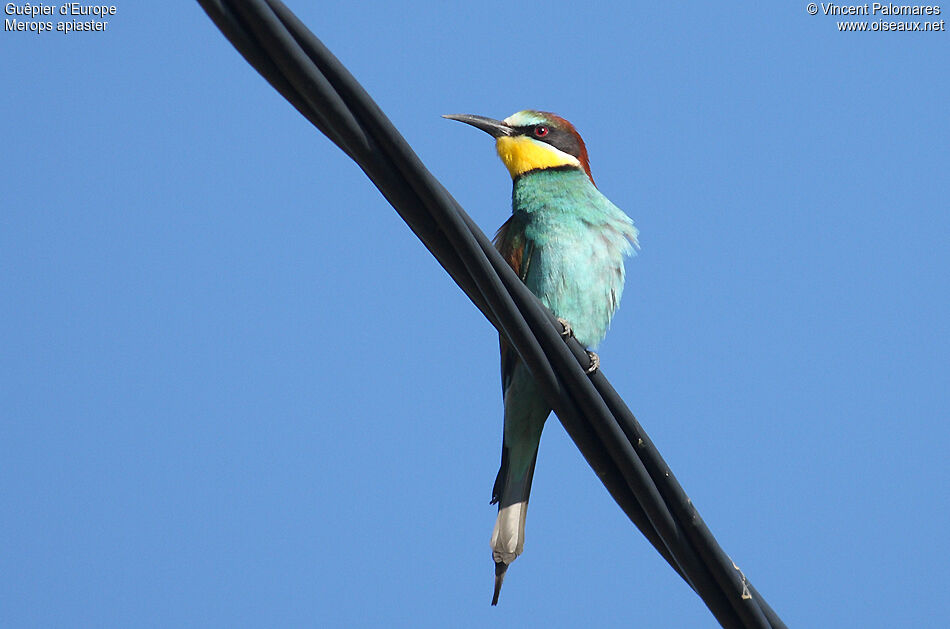 European Bee-eater