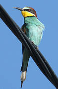 European Bee-eater