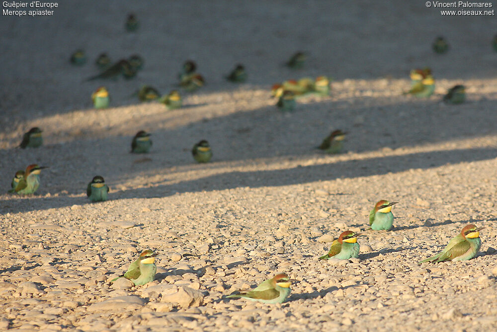 European Bee-eater