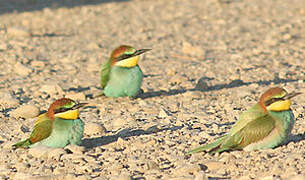 European Bee-eater