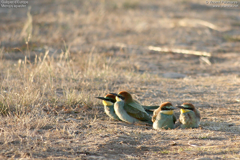 European Bee-eater