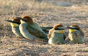 European Bee-eater