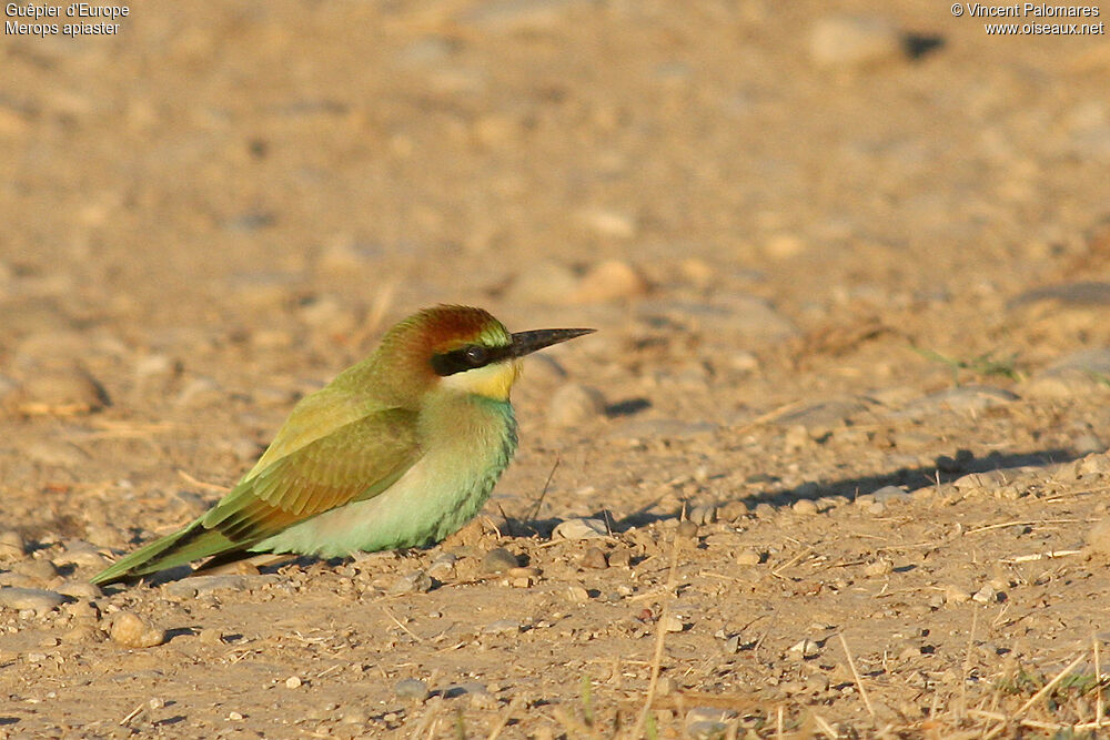 European Bee-eater