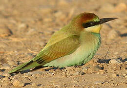 European Bee-eater