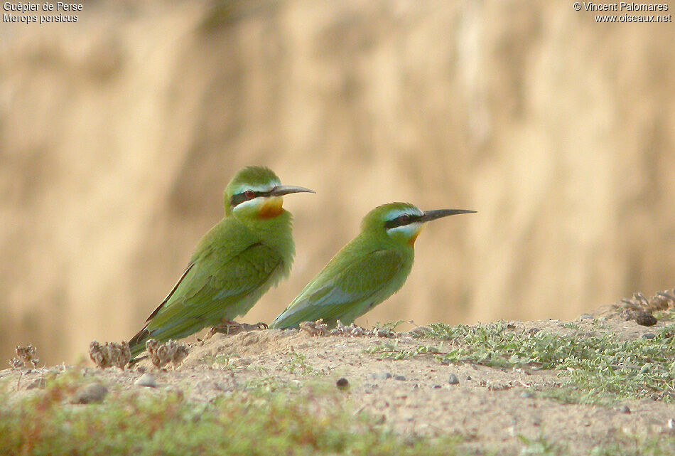 Blue-cheeked Bee-eater