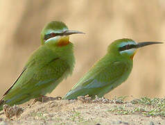 Blue-cheeked Bee-eater