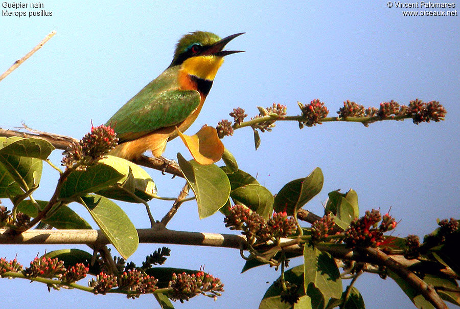 Little Bee-eater