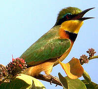 Little Bee-eater