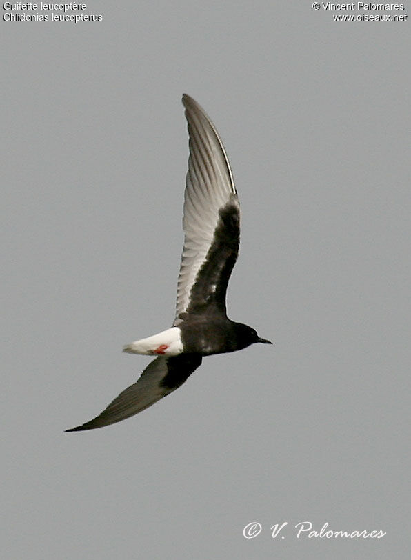 White-winged Tern