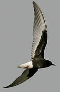 White-winged Tern