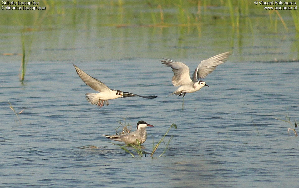 White-winged Ternjuvenile