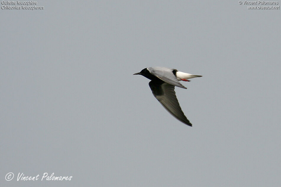 Guifette leucoptèreadulte nuptial