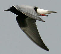 White-winged Tern