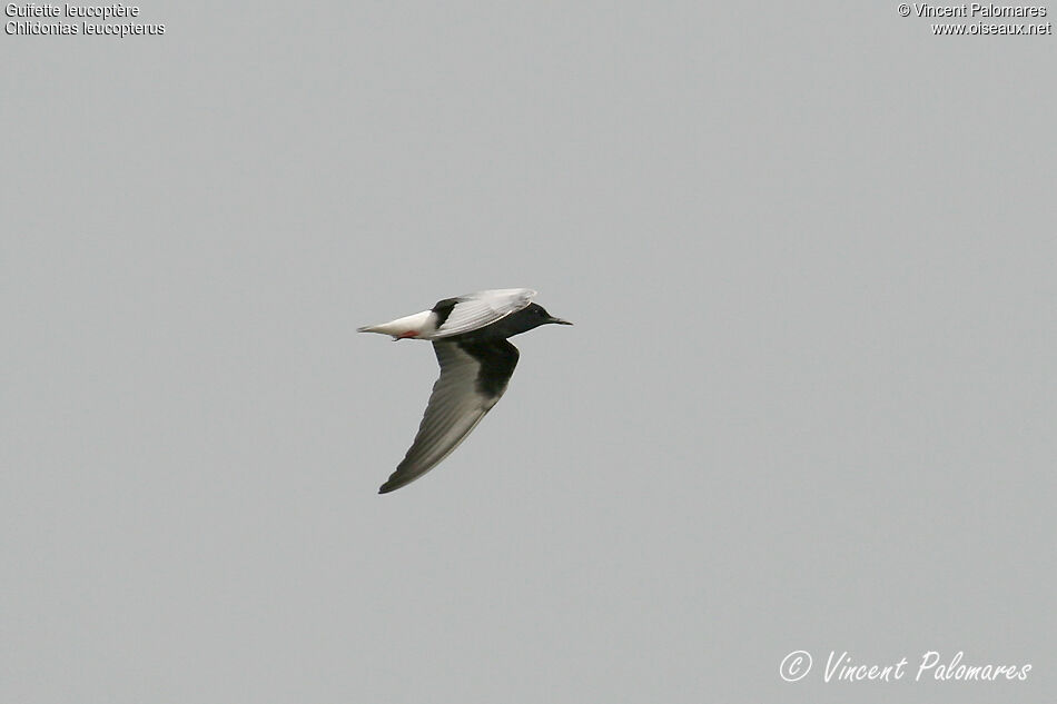 White-winged Ternadult breeding, Flight