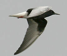 White-winged Tern