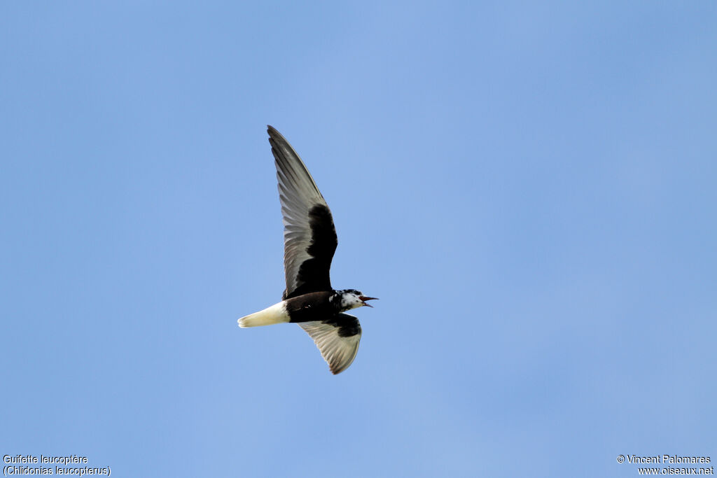 White-winged Ternadult breeding