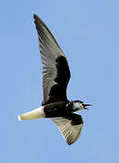 White-winged Tern