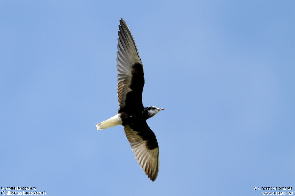 White-winged Ternadult breeding