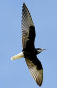 White-winged Tern