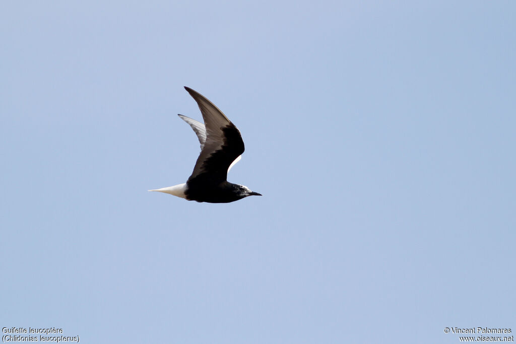 White-winged Ternadult breeding