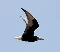 White-winged Tern