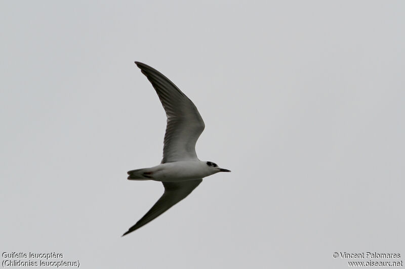 White-winged Ternjuvenile, Flight
