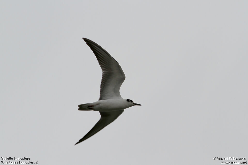 White-winged Ternjuvenile, Flight