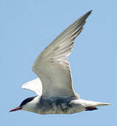 Whiskered Tern