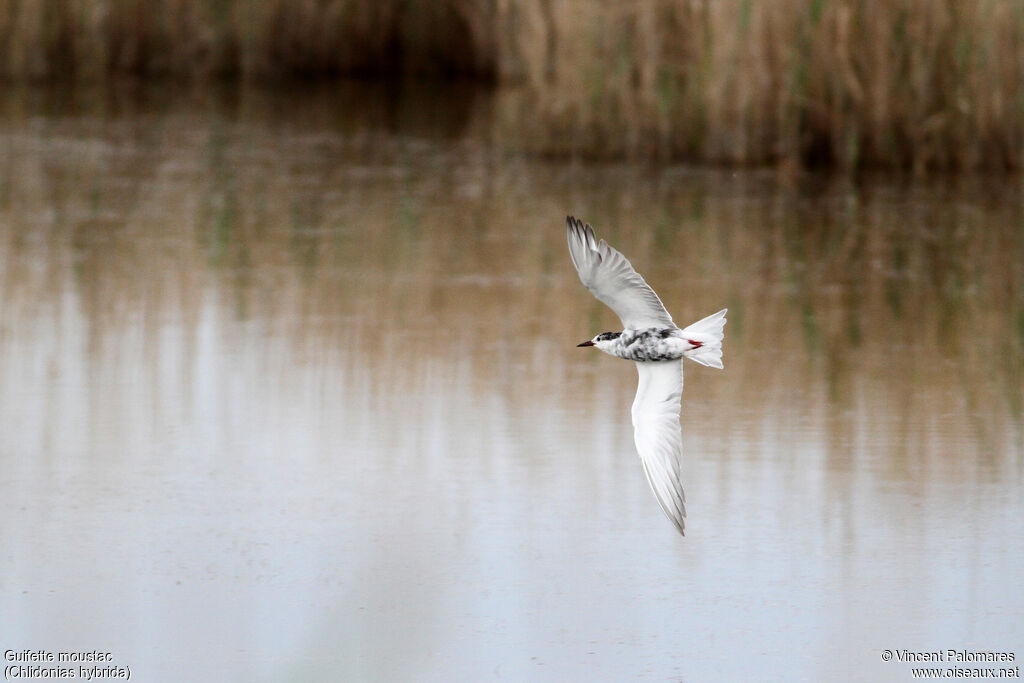 Whiskered Ternadult transition, Flight