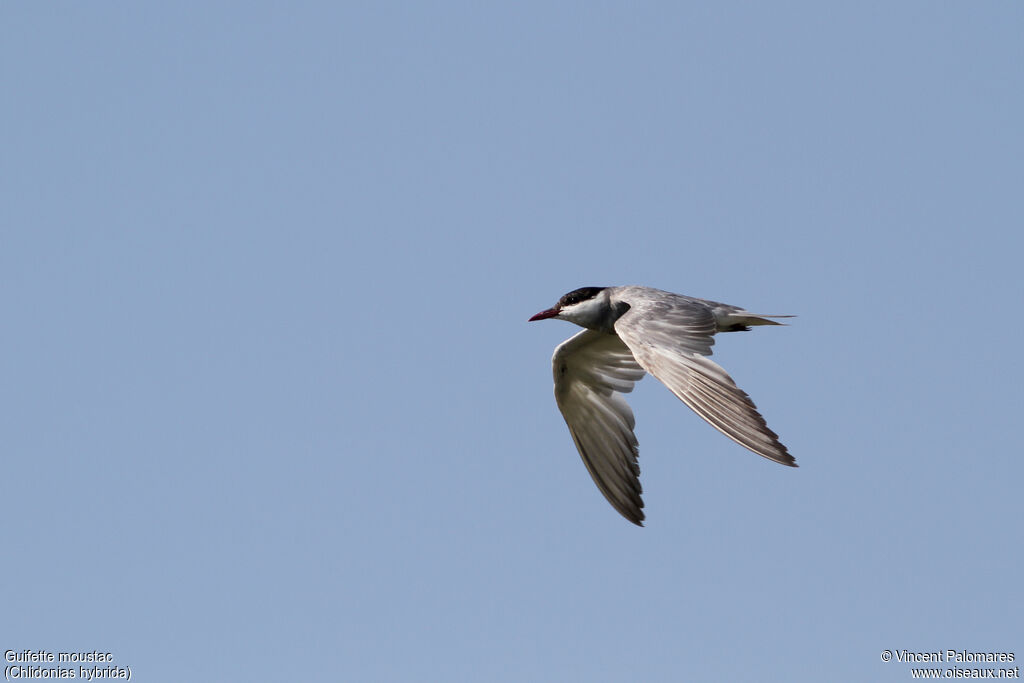 Whiskered Ternadult breeding, Flight