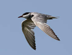 Whiskered Tern